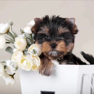 Yorkie puppies for sale in Georgia under $500