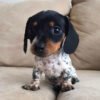 Dachshund puppies for sale in pa under $300