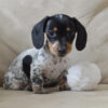 Dachshund puppies for sale in pa under $300