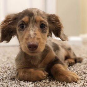 Dachshund puppies for sale under $300 near me