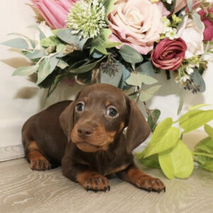 Dachshund puppies for sale under $300