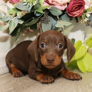 Dachshund puppies for sale under $300
