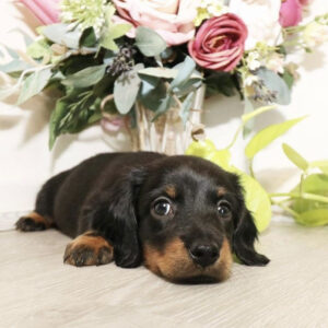 Dachshund puppies for sale oklahoma under $500