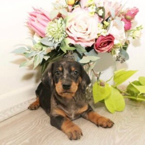 Dachshund puppies for sale in pa under $500