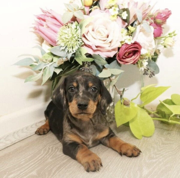 Dachshund puppies for sale in pa under $500