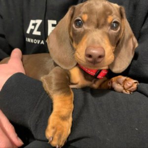 Dachshund puppies under $500 Texas