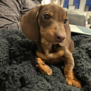 Dachshund puppies under $500 Texas