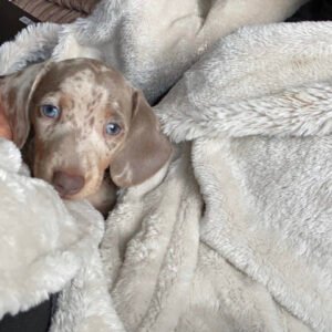 Dachshund puppies for sale under $300 in GA