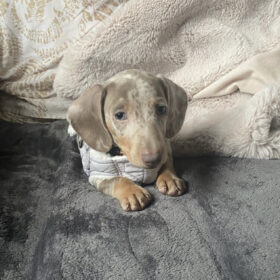 Dachshund puppies for sale under $300 in GA