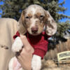 Dachshund puppies for sale cheap in indiana under $300