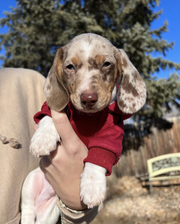 Dachshund puppies for sale cheap in indiana under $300