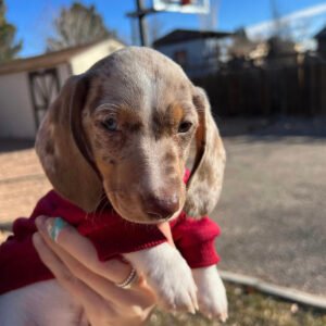 Dachshund puppies for sale cheap in indiana under $300