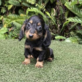 dachshund puppies under $500 near me