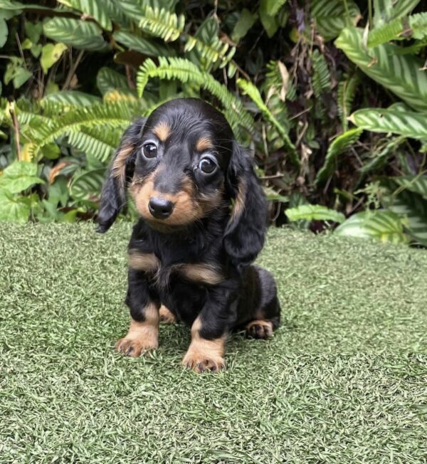 dachshund puppies under $500 near me