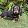 dachshund puppies under $500 near me