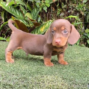 Long haired dachshund miniature