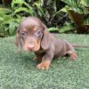 Long haired dachshund miniature