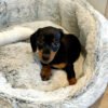 Dachshund puppies for sale near me under $500