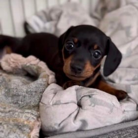 Dachshund puppies for sale near me under $500 Dachshund puppies for sale near me under $500
