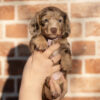 Dachshund puppies for sale under $500