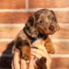 Dachshund puppies for sale under $500