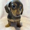 wire hair dachshund puppies