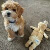 Shih-poo puppies for sale under 400