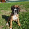 Boxer puppies for sale near me under $500