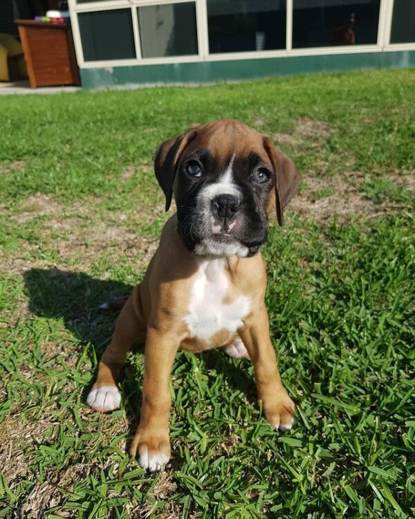 Boxer puppies for sale near me under $500