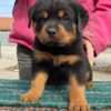 Rottweiler puppies for sale in Texas under $400