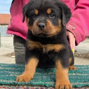 Rottweiler puppies for sale in Texas under $400
