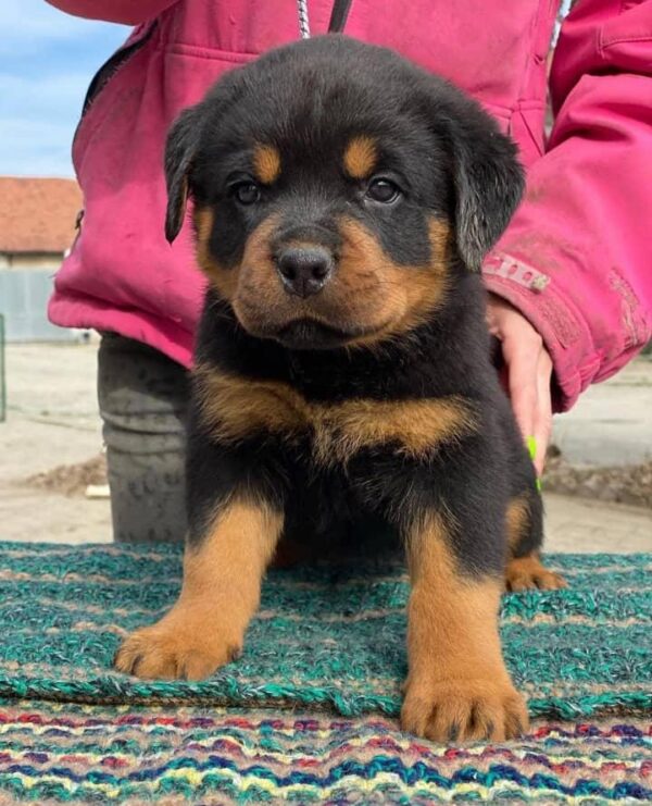 Rottweiler puppies for sale in Texas under $400