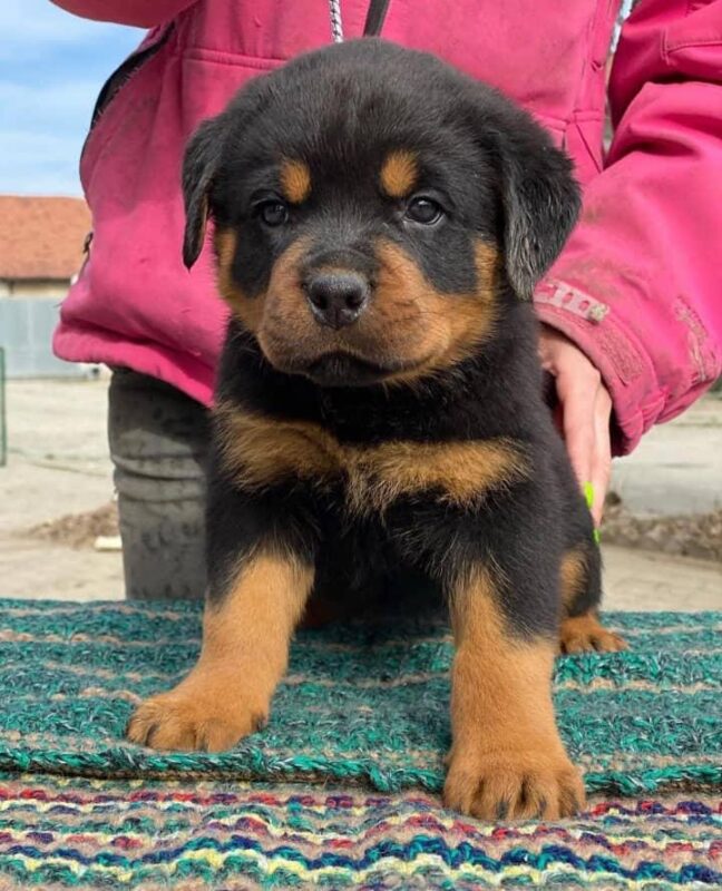 Rottweiler puppies for sale in texas under $400/Buy Rotties online