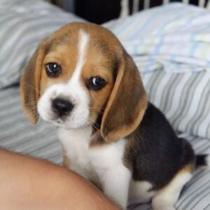 Beagles for sale near me under $500