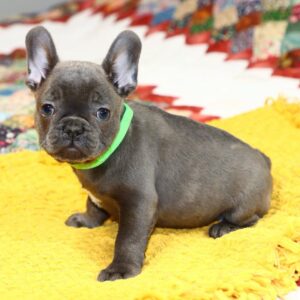 French bulldog puppies for sale in pa under $500