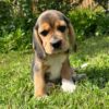 Beagle puppies for sale under $200