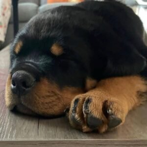 Rottweiler puppies for sale in pa under $500