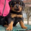 Rottweiler puppies for sale in Texas under $400