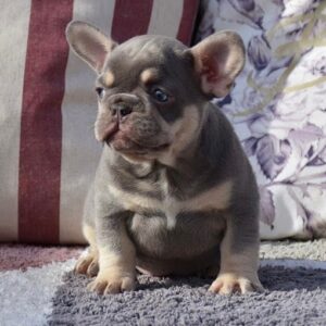 French bulldog puppies for sale under 1000 Ohio