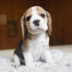 Beagle breeders near you