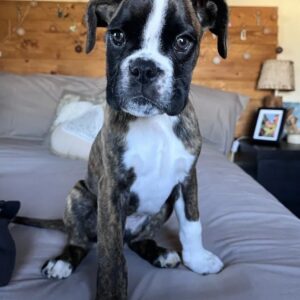 Boxer puppies for sale in ohio under $300