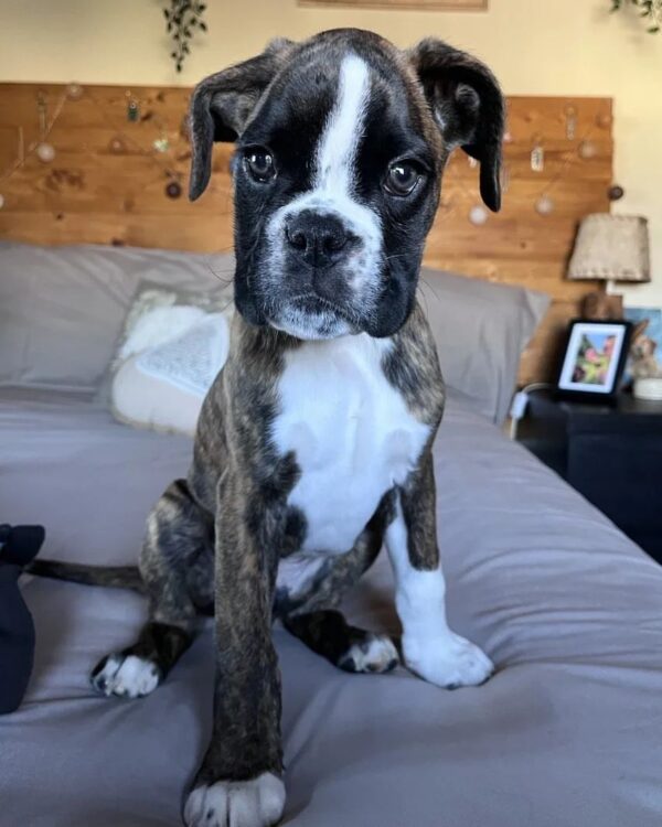 Boxer puppies for sale in ohio under $300