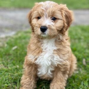 Cavapoo puppies for sale under $800