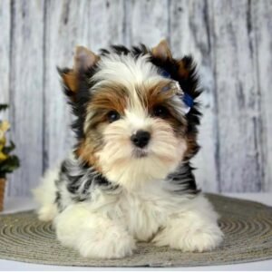Yorkie poo puppies for sale near me under $500