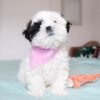 Shih tzu puppies for sale under 400 near me