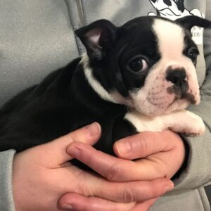 Boston terrier puppies for sale under $300