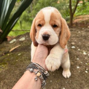Beagle puppies for sale under $300 near me