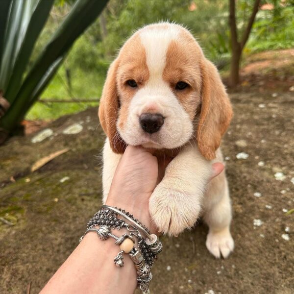 Beagle puppies for sale under $300 near me