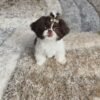 Shih tzu puppies for sale in pa under $500