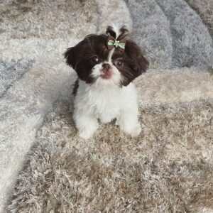 Shih tzu puppies for sale in pa under $500